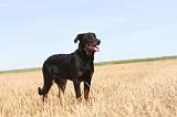 BEAUCERON - PUPPIES 036